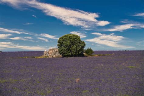 Brihuega Lavender Guadalajara - Free photo on Pixabay - Pixabay