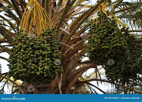 Dates stock photo. Image of colors, fruit, palm, desert - 57414458