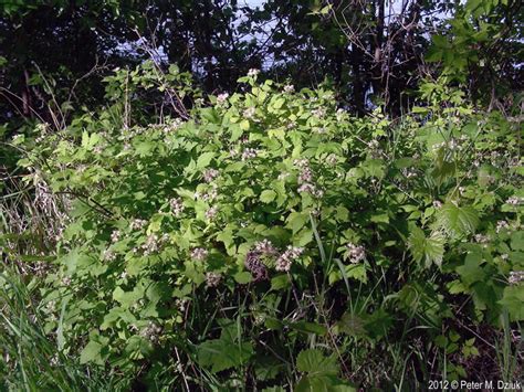 Rubus occidentalis (Black Raspberry): Minnesota Wildflowers