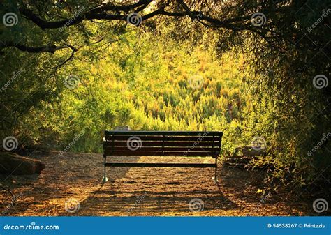 Bench at Sunset stock image. Image of sitting, rest, green - 54538267