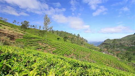 Sri Lanka tea garden mountains and blue sky in nuwara eliya - HD stock ...