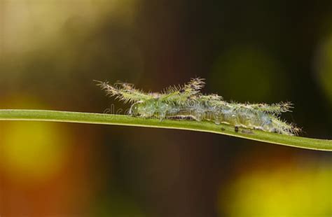 Caterpillar of the Commom Gaudy Baron Butterfly Euthalia Luben Stock ...