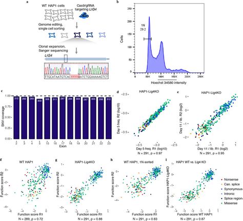 HAP1 cell line optimizations for saturation genome editing to assay... | Download Scientific Diagram