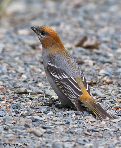 Pine Grosbeak - South Dakota Birds and Birding