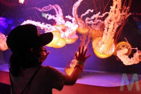 The Oklahoma Aquarium - Magic, Memories, Mayhem