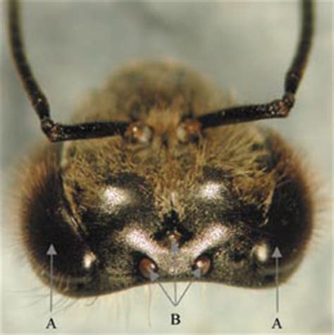 Head Segment of the Honey Bee – Bee Health