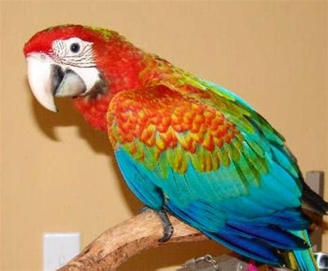 Flame Macaw (Catalina Macaw x Green-Winged Macaw) | Macaw parrot, Macaw, Parrot