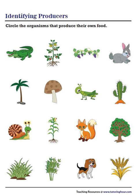 Identifying Producers Worksheet | Animal worksheets, Producers consumers decomposers ...