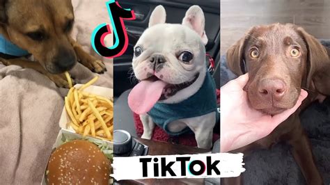 TikToks That Make You Laugh ~ Funny DOGS of TIK TOK ~ Cutest Puppies - YouTube