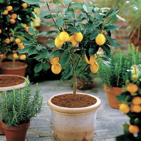 How to Grow Lemons Indoors