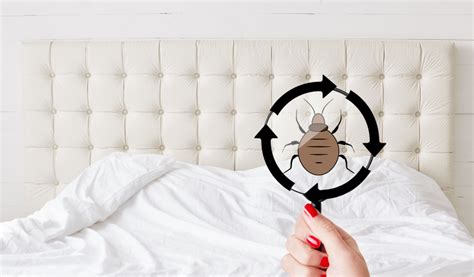 Ultimate Guide to Bed Bug Prevention: Keeping Your Home Safe and Pest-Free