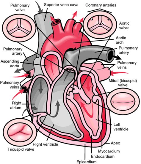 Valve Definition Of Valve By Medical Dictionary