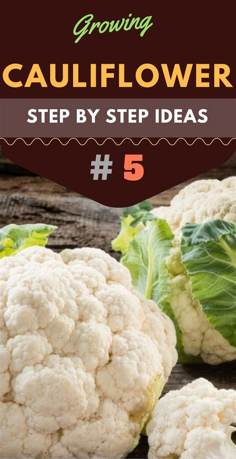 #5 Growing Cauliflower: How to Grow Cauliflower Step by Step Ideas