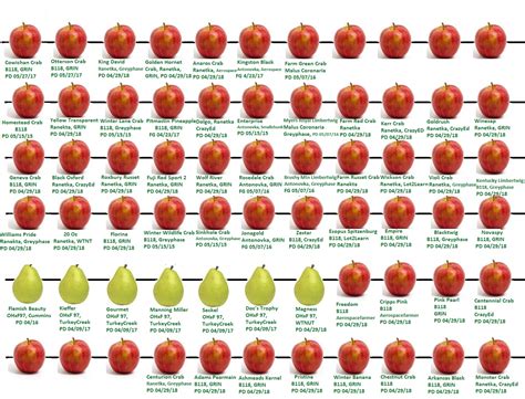 History of where my Orchard is planted (being planted) - General Fruit ...