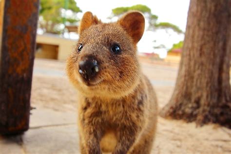 Quokka Facts: Animals of Oceania - WorldAtlas.com