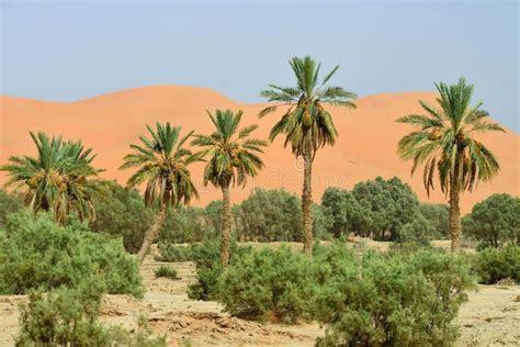 Oasis in Sahara Desert. Morocco, Africa , #Ad, #Sahara, #Oasis, #Desert, #Africa, #Morocco #ad ...