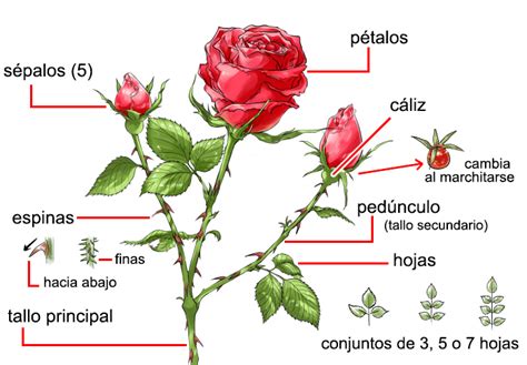 Partes De Una Rosa Buscar Con Google Botanica Rose Tutorial Tutorial | My XXX Hot Girl