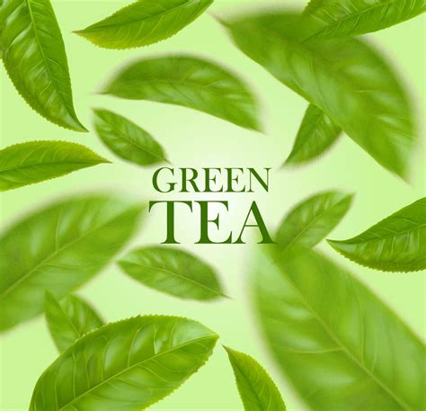 Green tea leaves realistic herbal background 23541743 Vector Art at ...