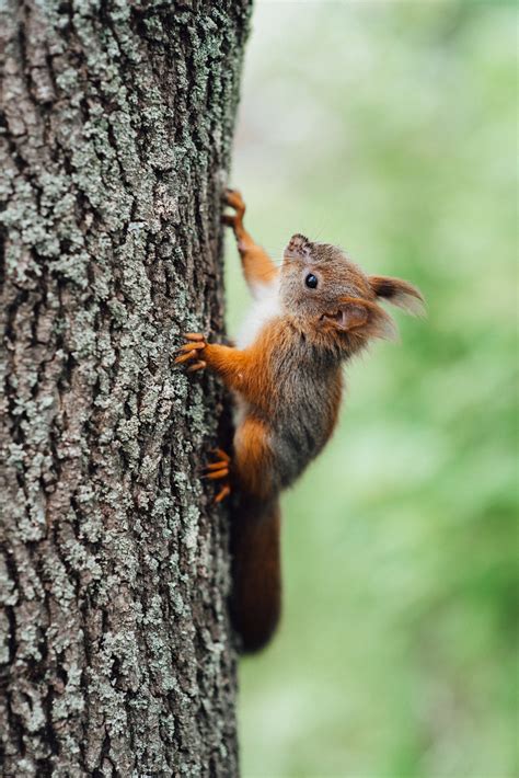 Red Squirrel | Animals Happen Wildlife Control