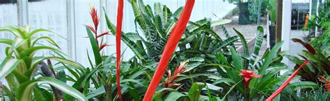 Before You Bring Your Bromeliads Indoors | Bromeliads.info