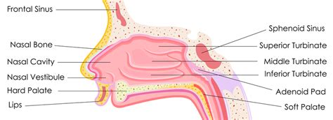 Turbinate Reduction Surgery