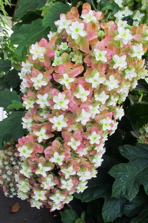 Tikorangi The Jury Garden | Hydrangea quercifolia, Hydrangea varieties ...