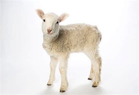 The Prophetic Significance of the Passover Lamb | Messianic Bible