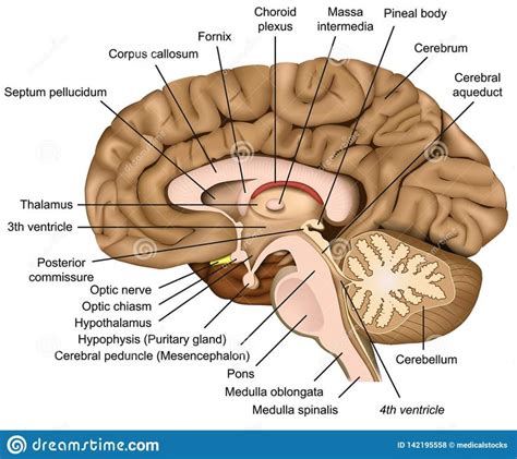 Parts Of The Brain Diagram Anatomy