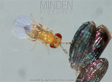 Minden Pictures - A parasitoid wasp (Trichogramma sp) with eggs of ...