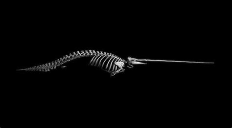 Narwhal skeleton. Photo by Patrick Gries | Bones | Pinterest | Skeletons, Museums and Anatomy