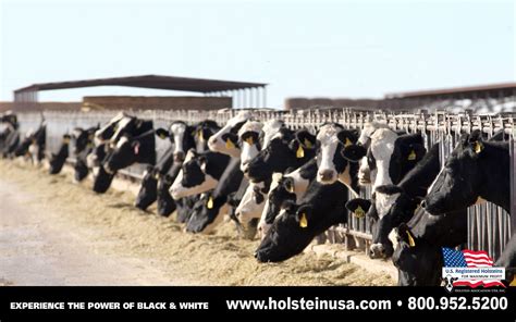 Holstein 101