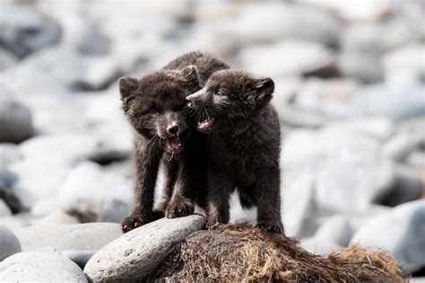 Photographing Adorable Arctic Fox Cubs Emerging From Their Dens | PetaPixel