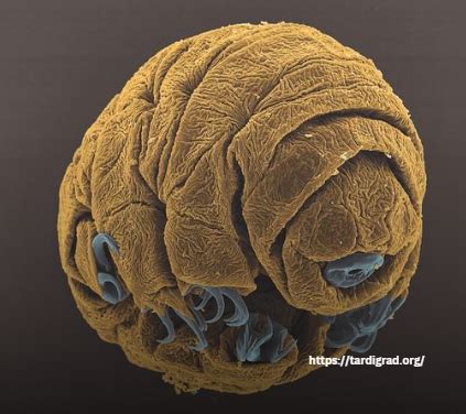 Tardigrade Anatomy: Microscopic Marvels