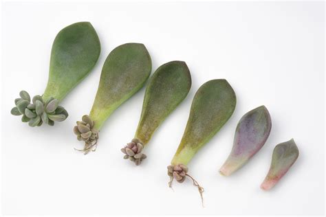 Growing Succulents from Leaves and Cuttings | McCabe's Landscape Construction