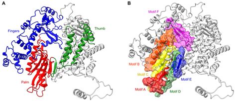 RSV RdRp features. A. RdRp subdomain organization shown in ribbons with... | Download Scientific ...