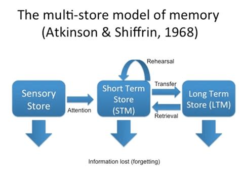 Atkinson and Shiffrin Model of Memory (Multi-Store Model) - Practical Psychology