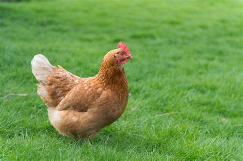 18 Heritage Chicken Breeds: The Ultimate List