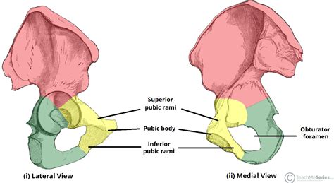 The Hip Bone - Ilium - Ischium - Pubis - TeachMeAnatomy