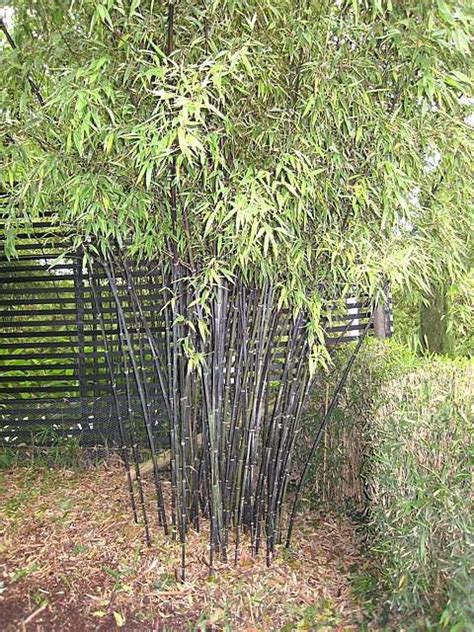 Buy Phyllostachys nigra - Architectural Plants