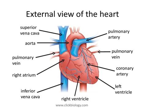 Heart structure and function - презентация онлайн