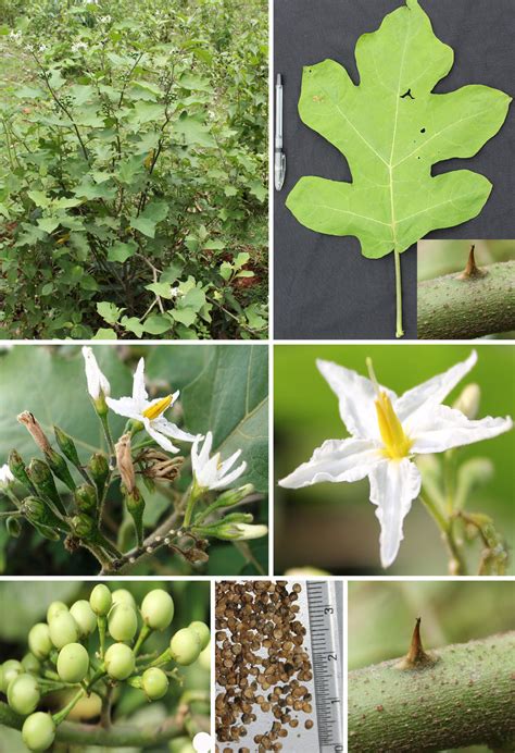 Solanum torvum Sw.: A. Habit, B. Leaf, C. Inflorescence, D. Flower, E.... | Download Scientific ...