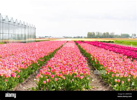 Pink tulip field in Netherlands Stock Photo - Alamy