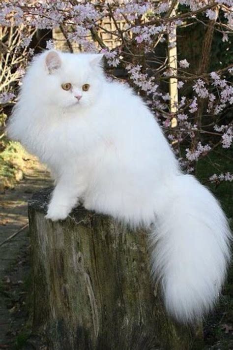 5 Gorgeous Fluffy Cats That Live The Good Life – Pet Radio Magazine