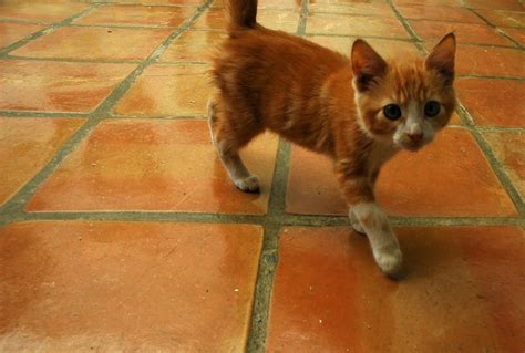 Orange tabby kitten, Mexican tile, Baja's Best El Rosario … | Flickr