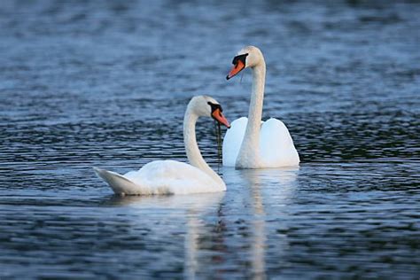 Royalty Free Swan Pictures, Images and Stock Photos - iStock