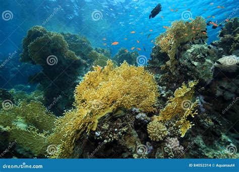 Fire Corals in the Coral Reef Stock Photo - Image of arabic, burn: 84052314