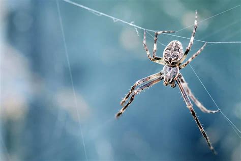 Common & Dangerous Spiders in France That You Could Meet on Vacation