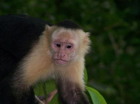 White-Faced Capuchin Pictures - AZ Animals