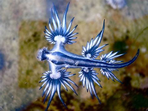 Glaucus Atlanticus - The Blue Dragon of The Sea