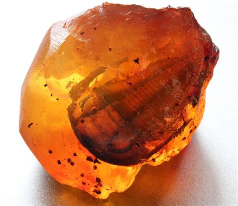 This is an amazingly rare, fossil Paradoxides... | Amber fossils ...